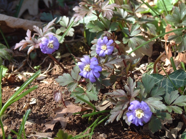 Anemone apennina / Anemone dell''Apennino